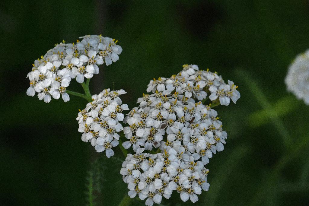 2025-06219136 Tower Hill Botanic Garden, MA.JPG - Yarrow. New England Botanic Garden at Tower Hill, MA, 6-21-2025